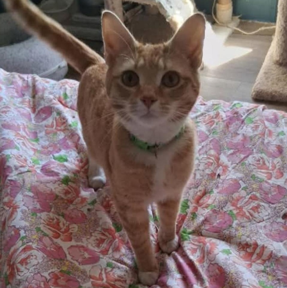 Enlarge Murphy, a ADOPTABLE Domestic Short Hair in Lumberton, NC image 1/2