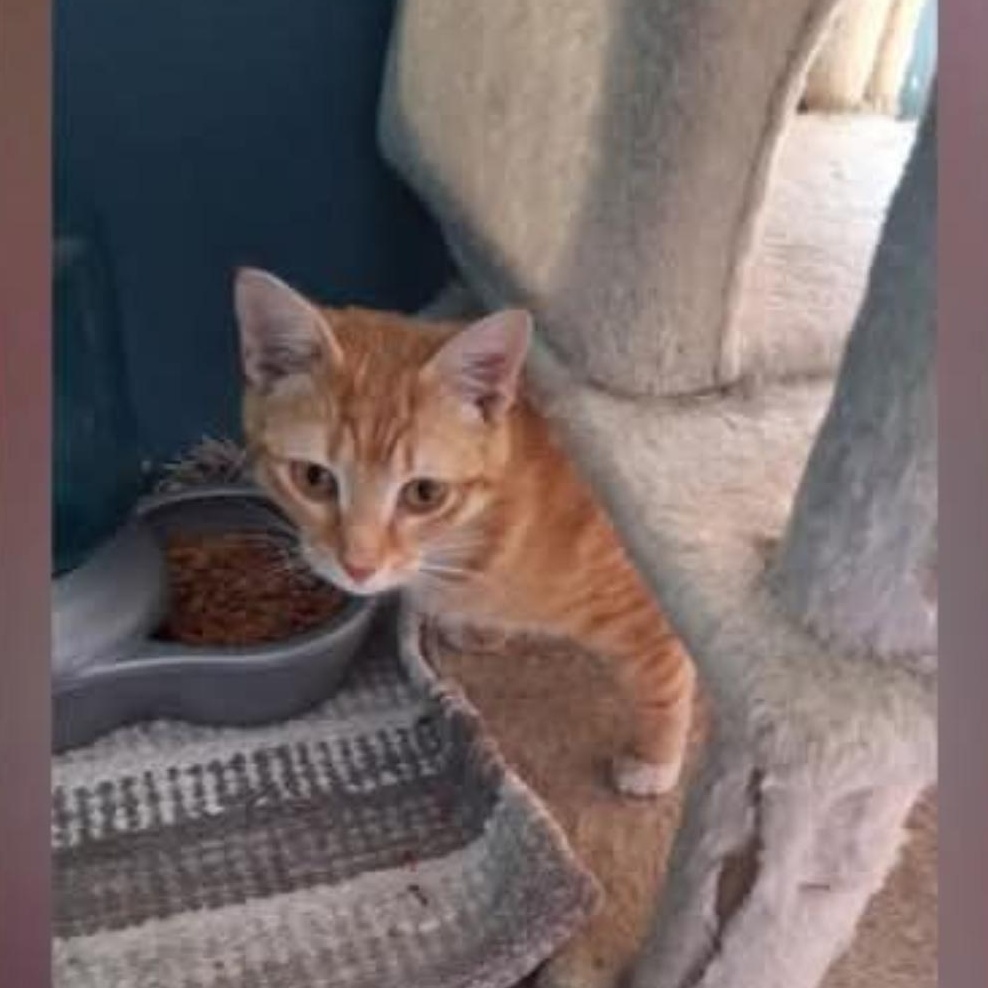 Enlarge Murphy, a ADOPTABLE Domestic Short Hair in Lumberton, NC image 2/2