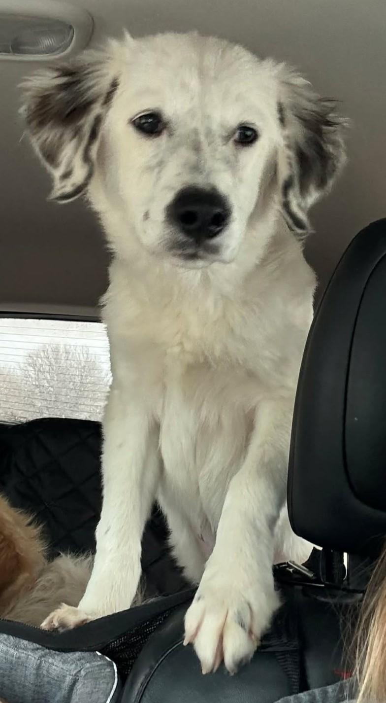 Enlarge Holly McClane, a ADOPTABLE mixed breed in Kiowa, OK image 1/6