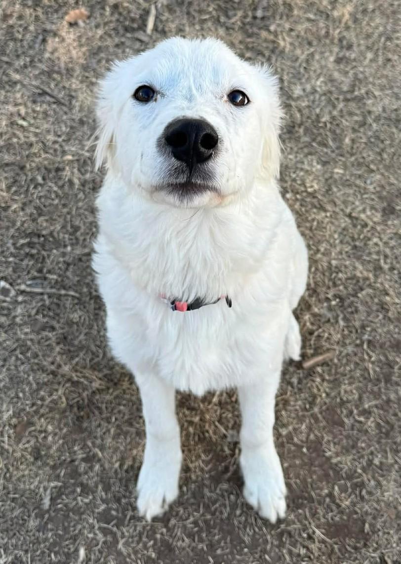 Enlarge Holly McClane, a ADOPTABLE mixed breed in Kiowa, OK image 2/6