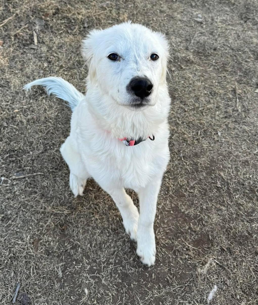 Enlarge Holly McClane, a ADOPTABLE mixed breed in Kiowa, OK image 3/6