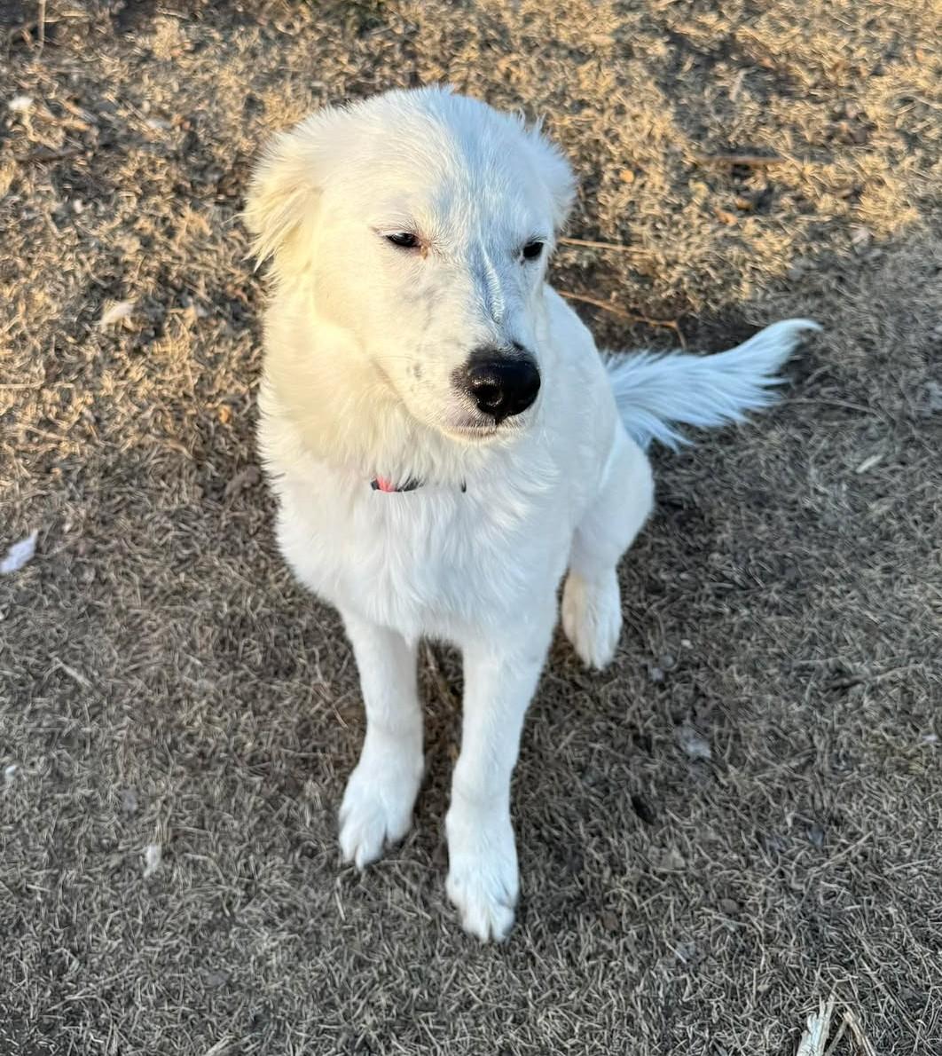 Enlarge Holly McClane, a ADOPTABLE mixed breed in Kiowa, OK image 4/6