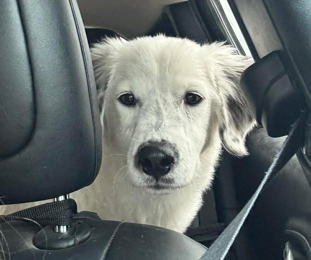 Enlarge Holly McClane, a ADOPTABLE mixed breed in Kiowa, OK image 5/6