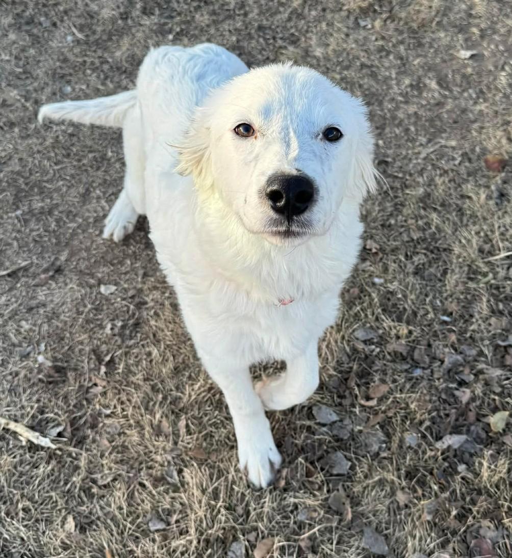 Enlarge Holly McClane, a ADOPTABLE mixed breed in Kiowa, OK image 6/6