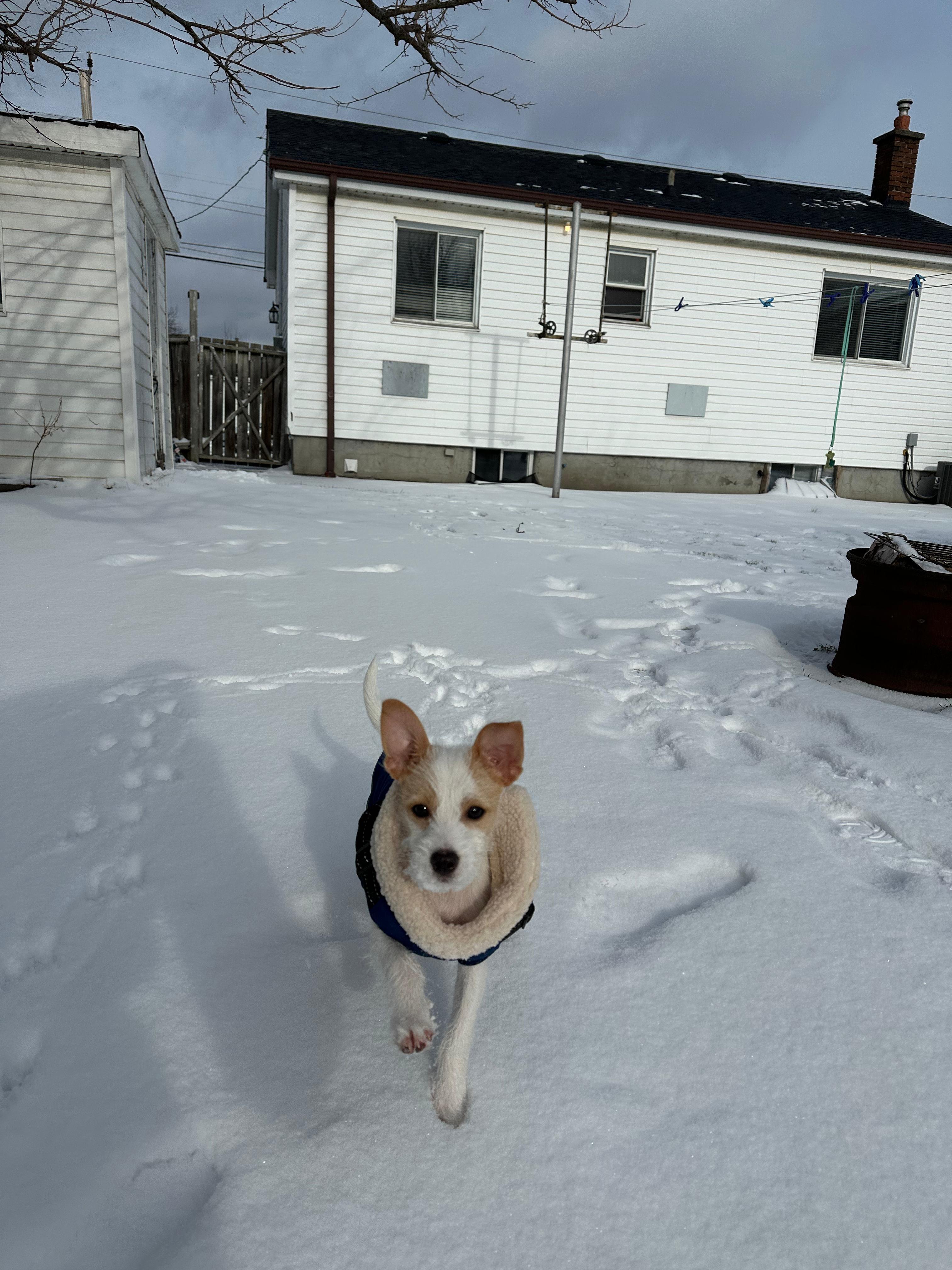 Enlarge Gomez *Adopted!*, an adopted mixed breed in Toronto, ON image 3/5
