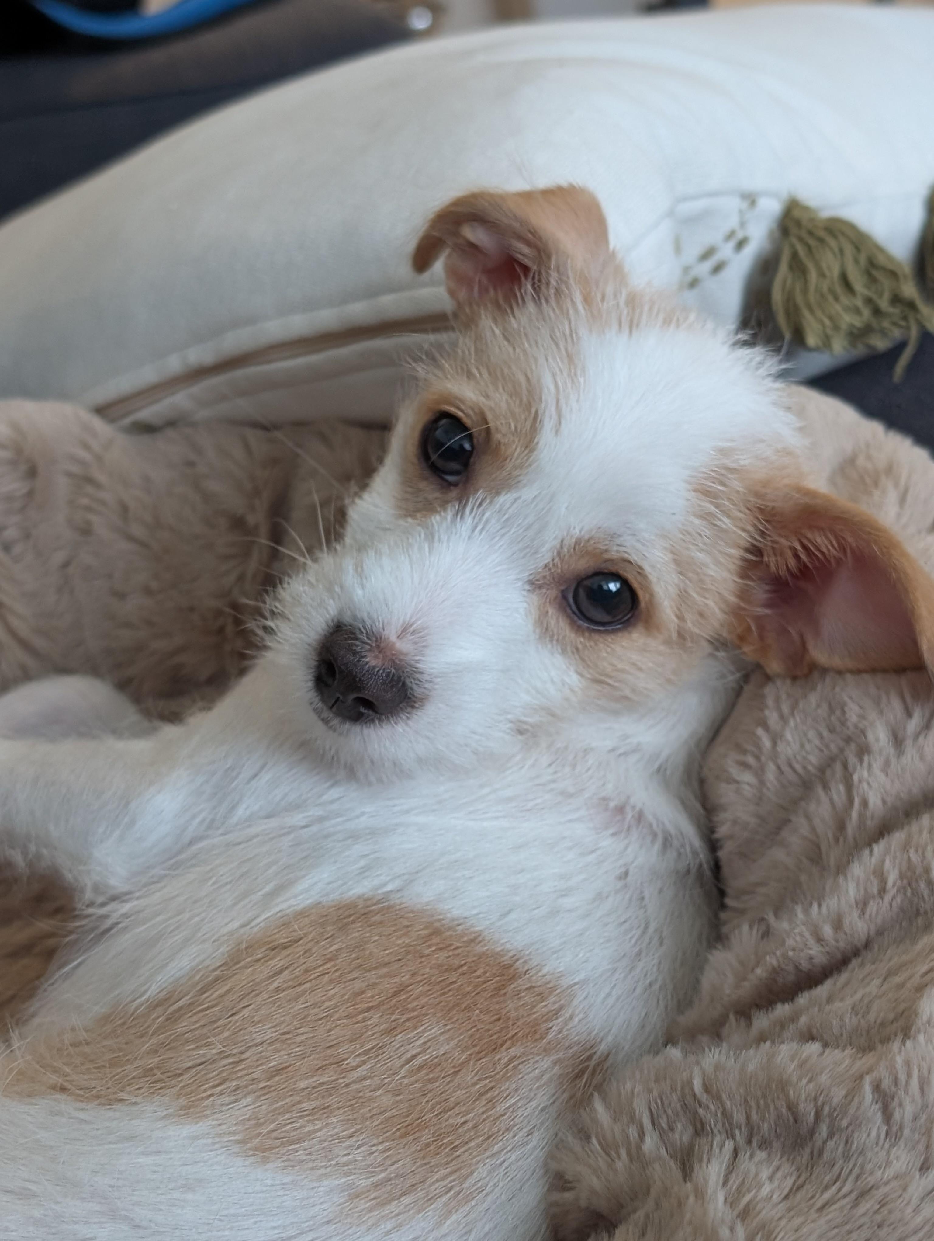 Gomez *Adopted!*, adopted, Puppy Male Jack Russell Terrier.