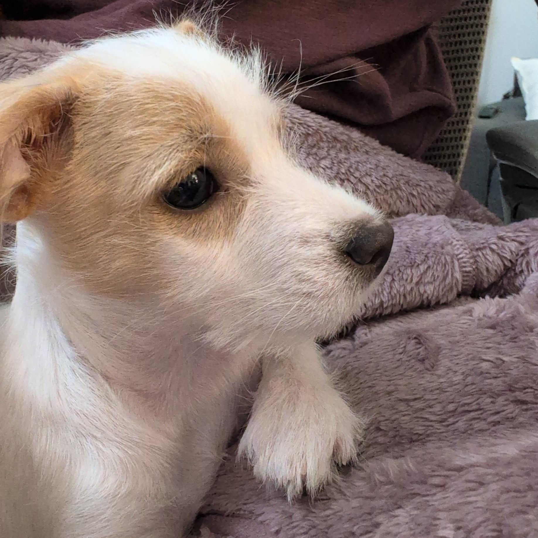 Enlarge Gomez *Adopted!*, an adopted mixed breed in Toronto, ON image 5/5