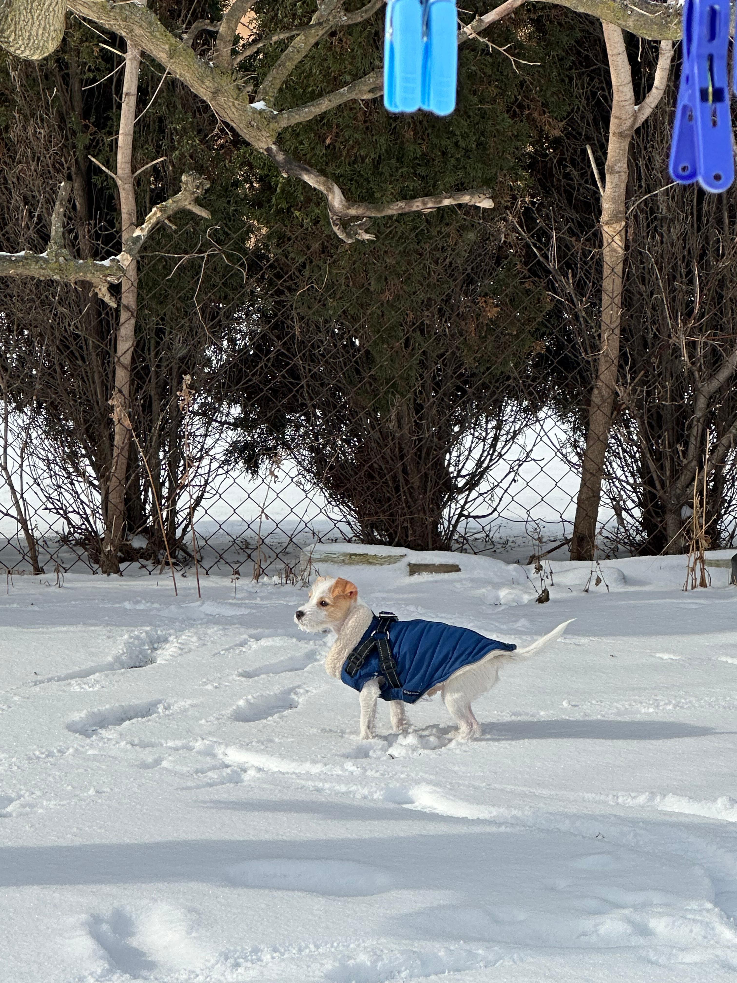 Enlarge Gomez *Adopted!*, an adopted mixed breed in Toronto, ON image 4/5
