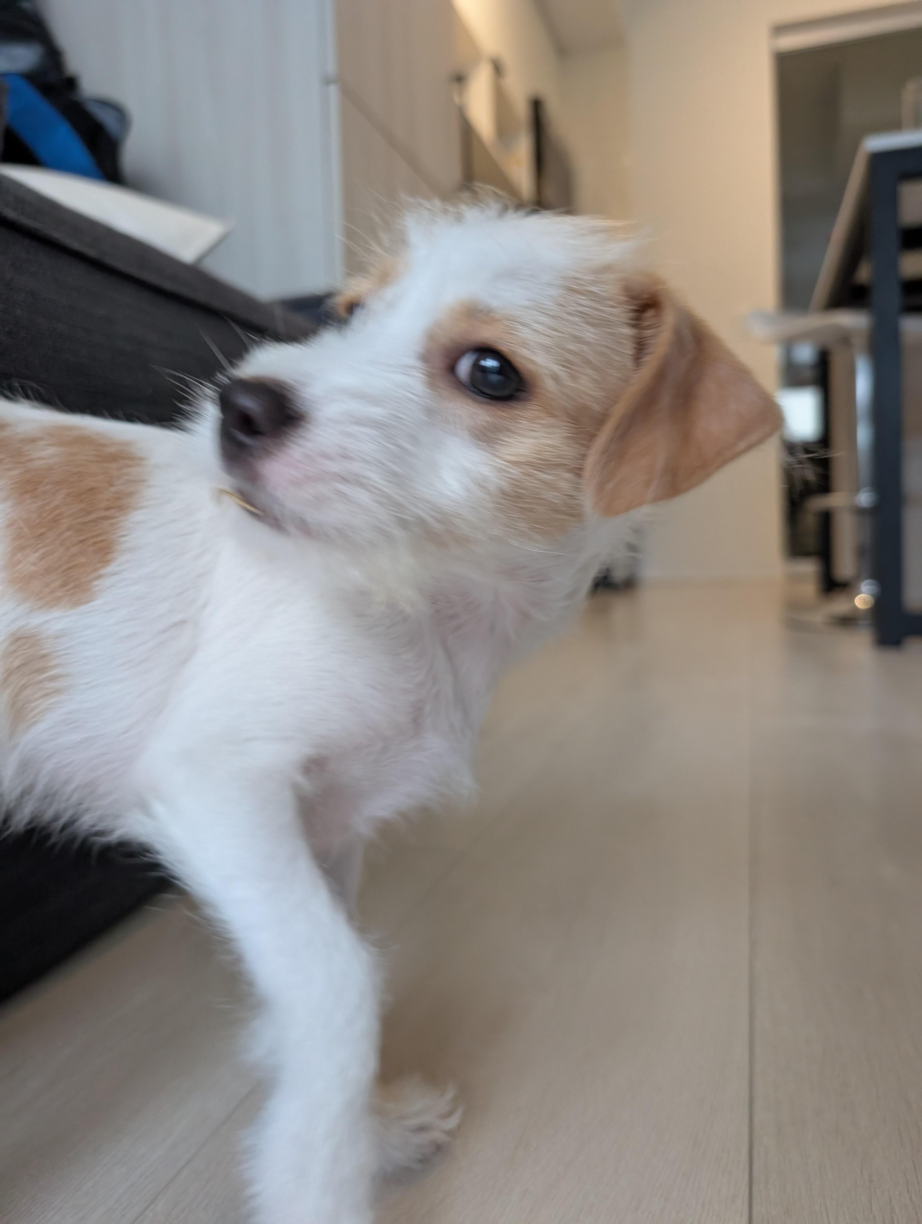 Enlarge Gomez *Adopted!*, an adopted mixed breed in Toronto, ON image 2/5