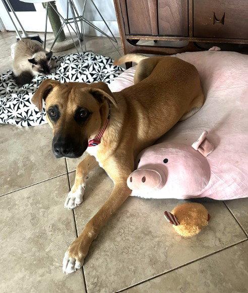 Churro, Adopted, Young Male Shepherd.