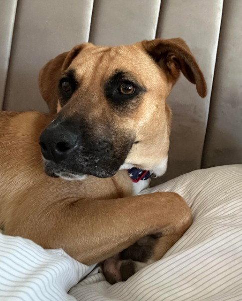 Enlarge Churro, a Adopted Shepherd in San Diego, CA image 2/3