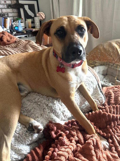 Enlarge Churro, a Adopted Shepherd in San Diego, CA image 3/3