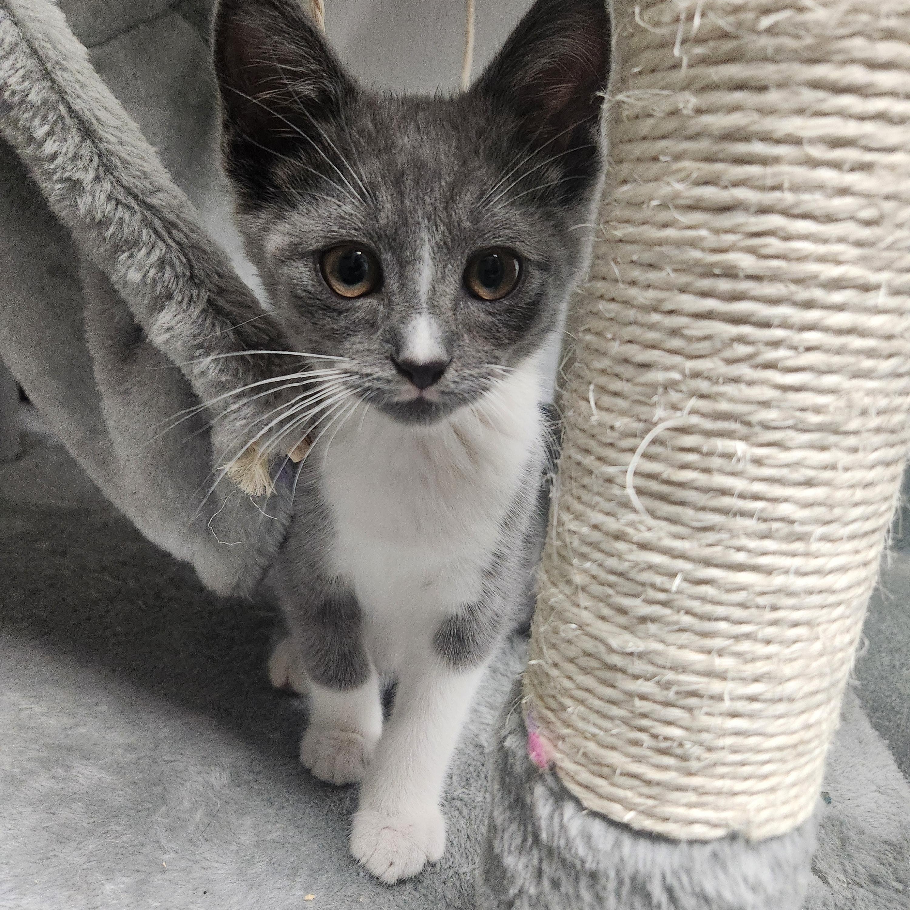 Bucatini, Baby Male Domestic Short Hair