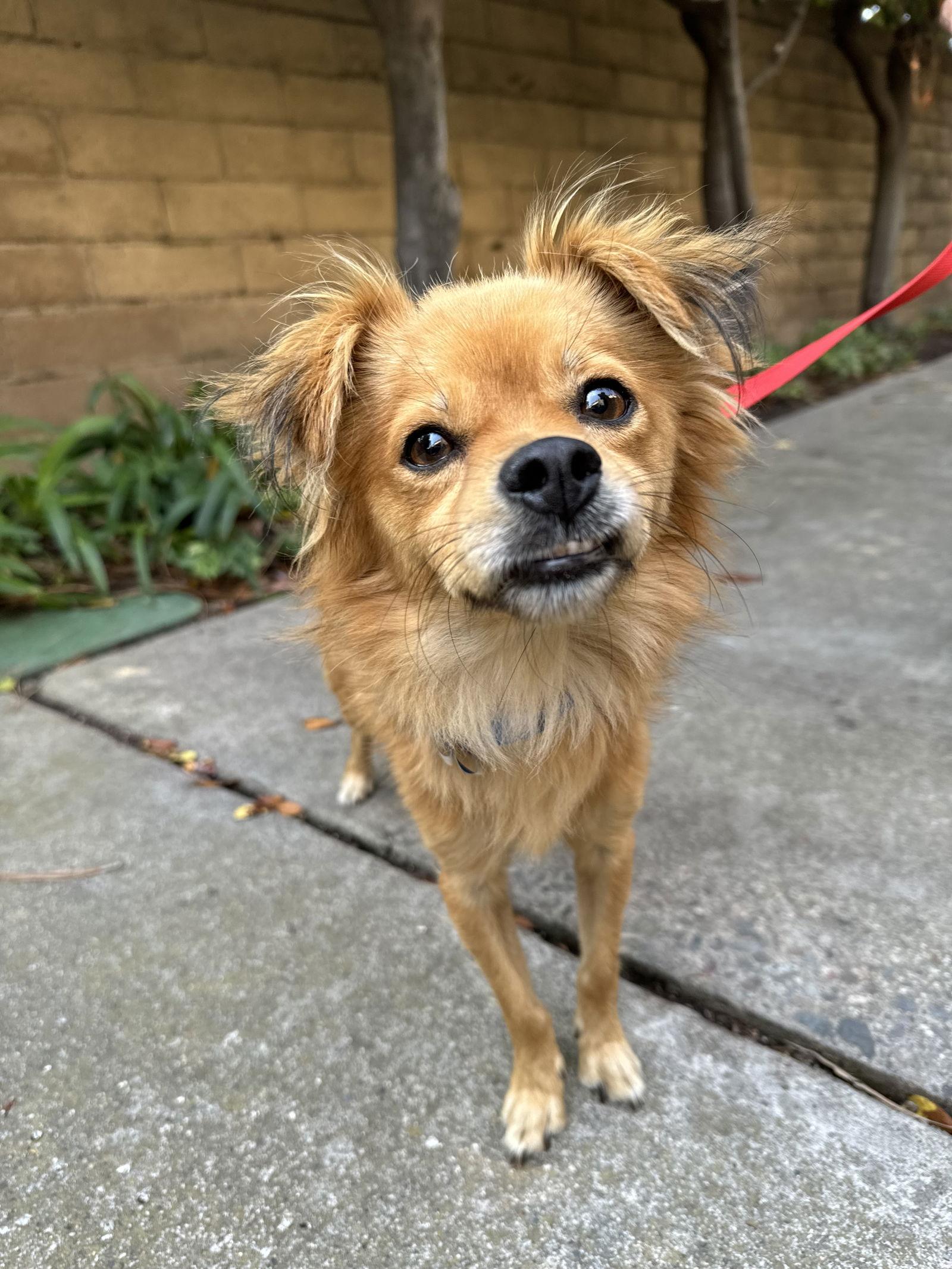 Pax, Adopted, Adult Male Chihuahua & Pomeranian.