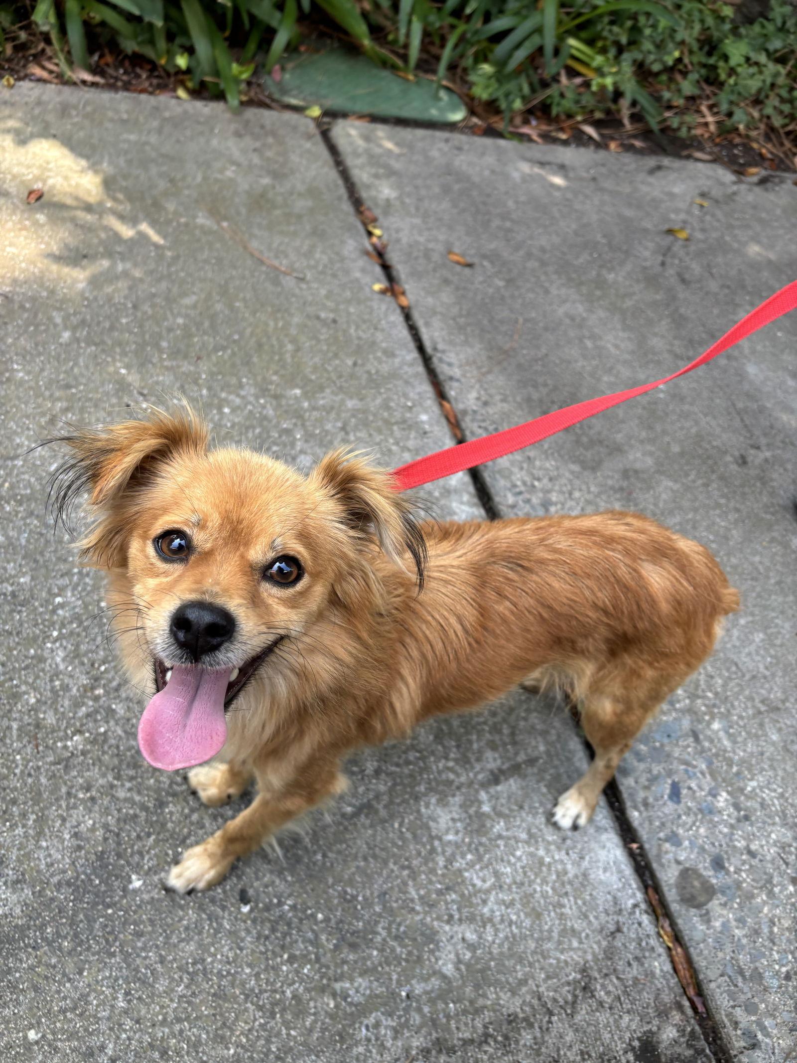 Pax, a Adopted mixed breed in Fullerton, CA image 2/3