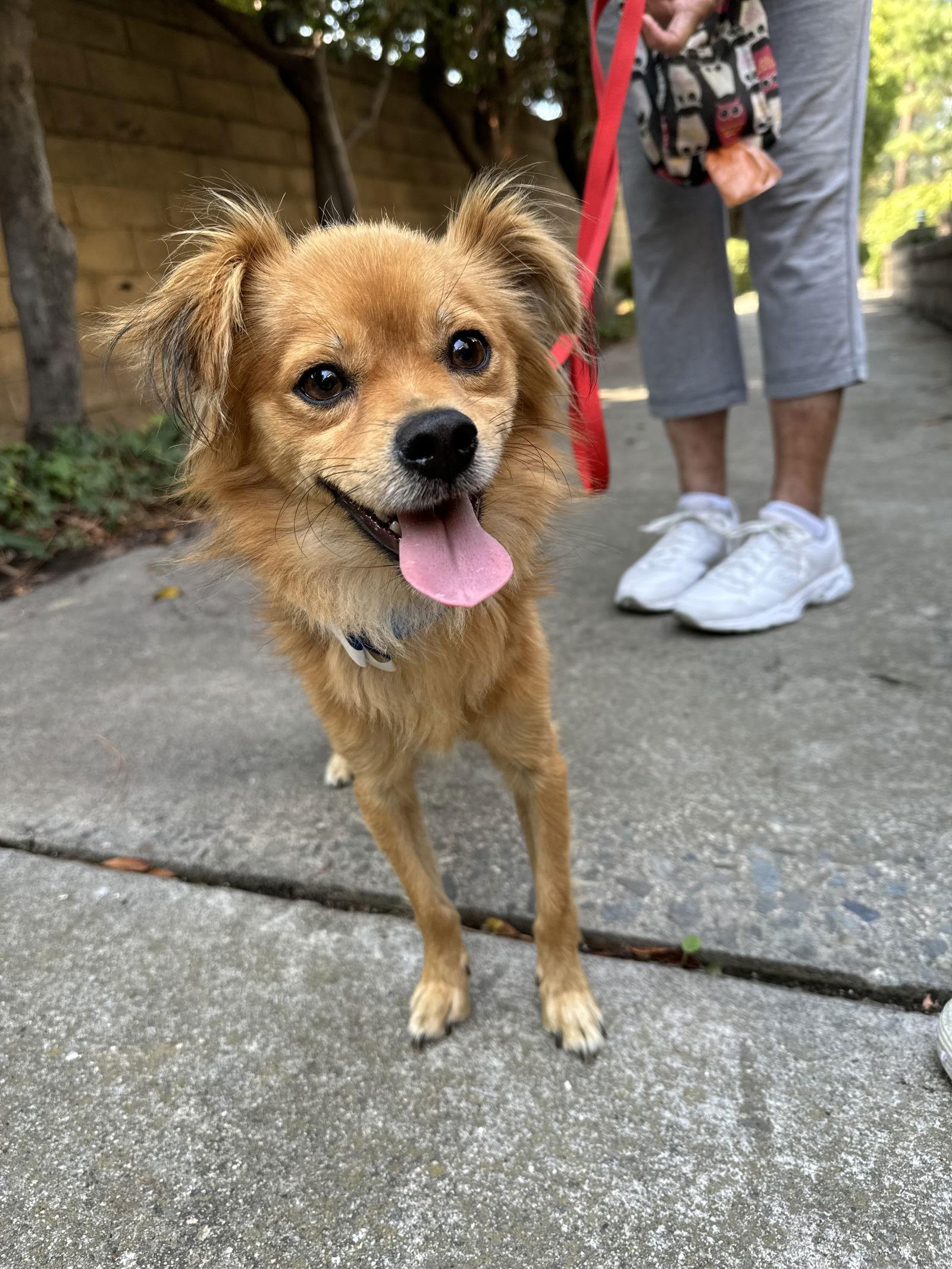 Pax, a Adopted mixed breed in Fullerton, CA image 3/3