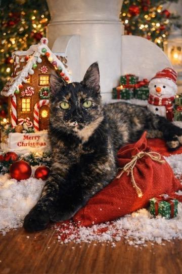 OLIVIA, Adoptable, Young Female Domestic Short Hair.