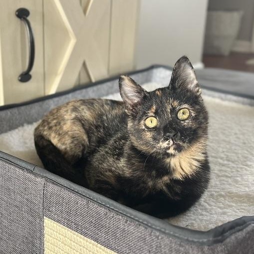 Enlarge OLIVIA, a Adoptable Domestic Short Hair in KENTON, DE image 2/6