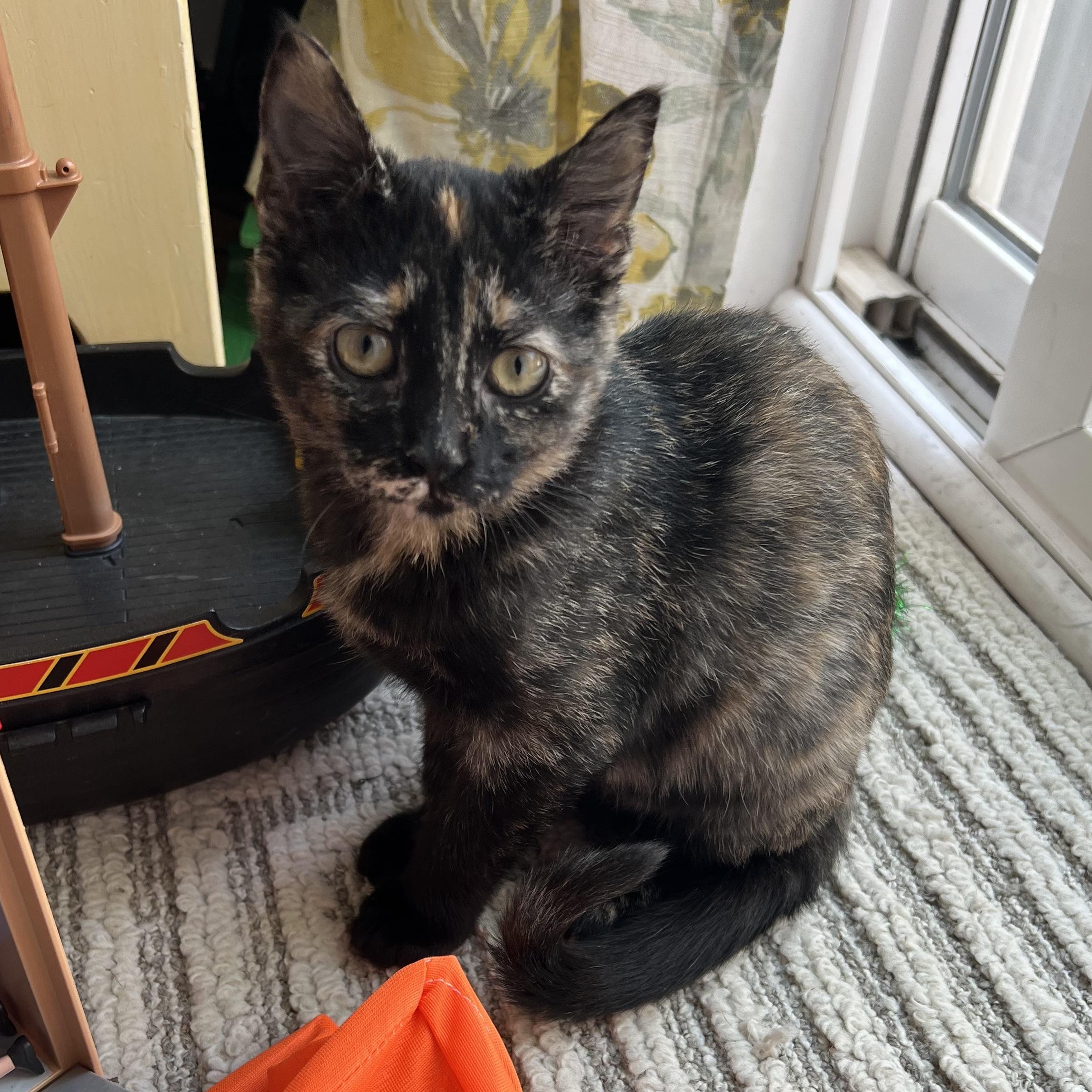 OLIVIA, Adoptable, Young Female Domestic Short Hair.