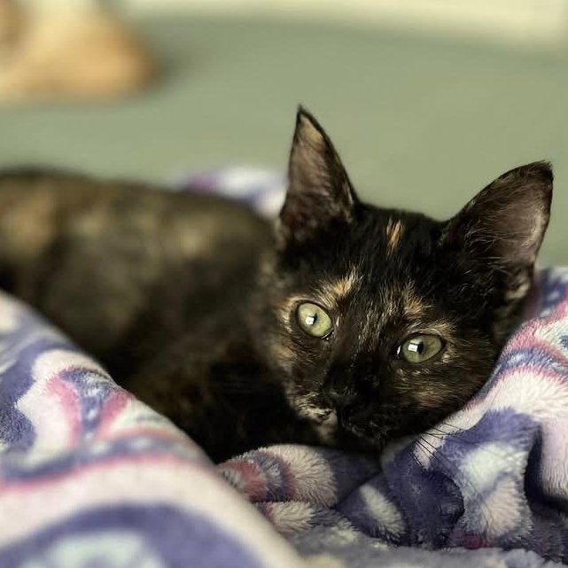 Enlarge OLIVIA, a Adoptable Domestic Short Hair in KENTON, DE image 4/6