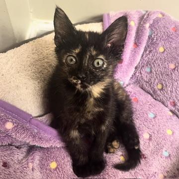 Enlarge OLIVIA, a Adoptable Domestic Short Hair in KENTON, DE image 5/6