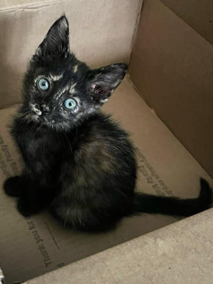 Enlarge OLIVIA, a Adoptable Domestic Short Hair in KENTON, DE image 6/6