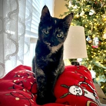 Enlarge OLIVIA, a Adoptable Domestic Short Hair in KENTON, DE image 6/6