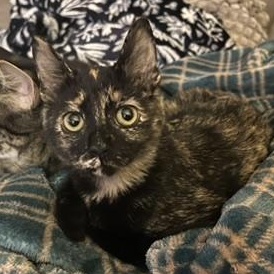 Enlarge OLIVIA, a Adoptable Domestic Short Hair in KENTON, DE image 3/6