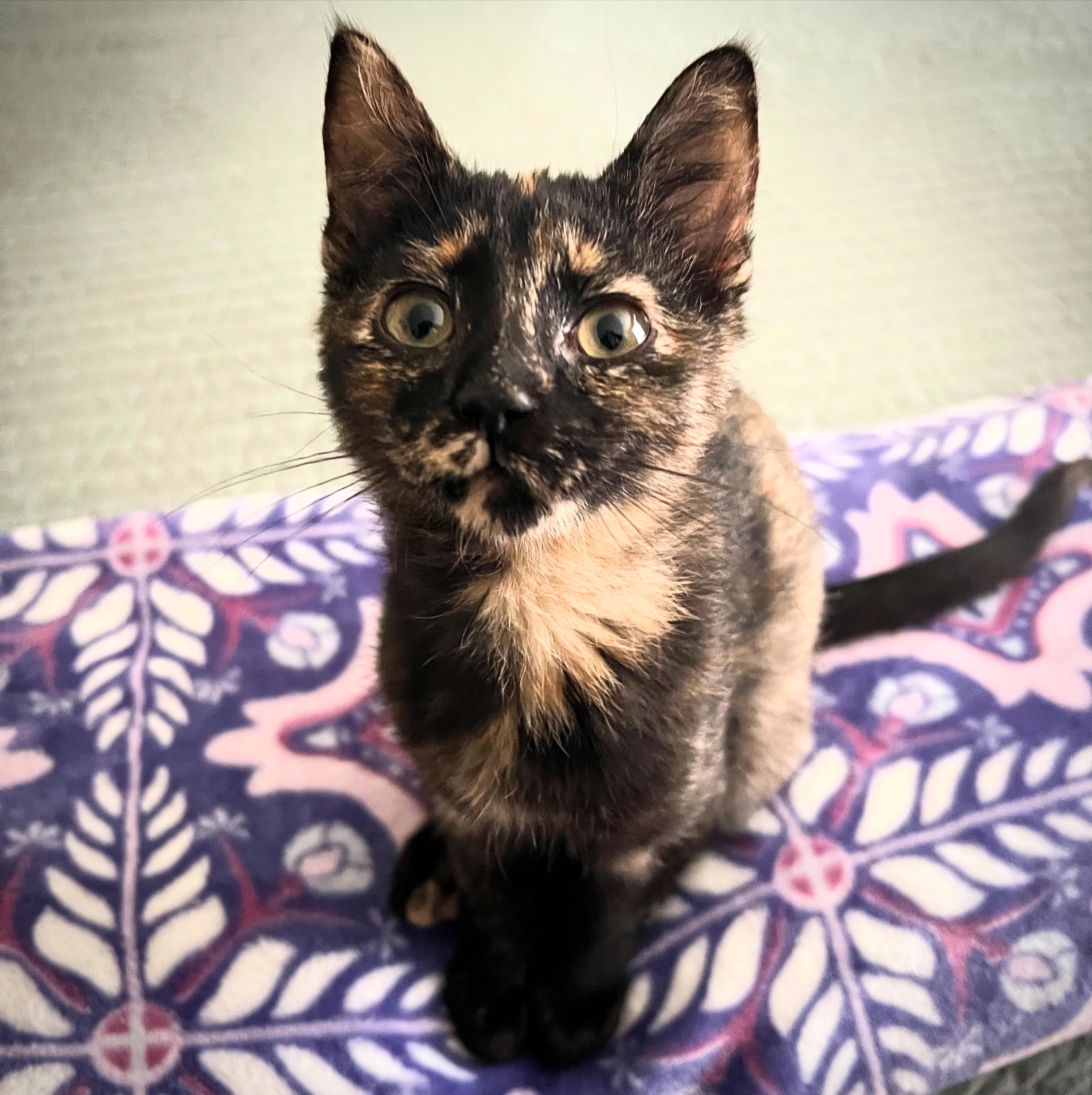 Enlarge OLIVIA, a Adoptable Domestic Short Hair in KENTON, DE image 3/6