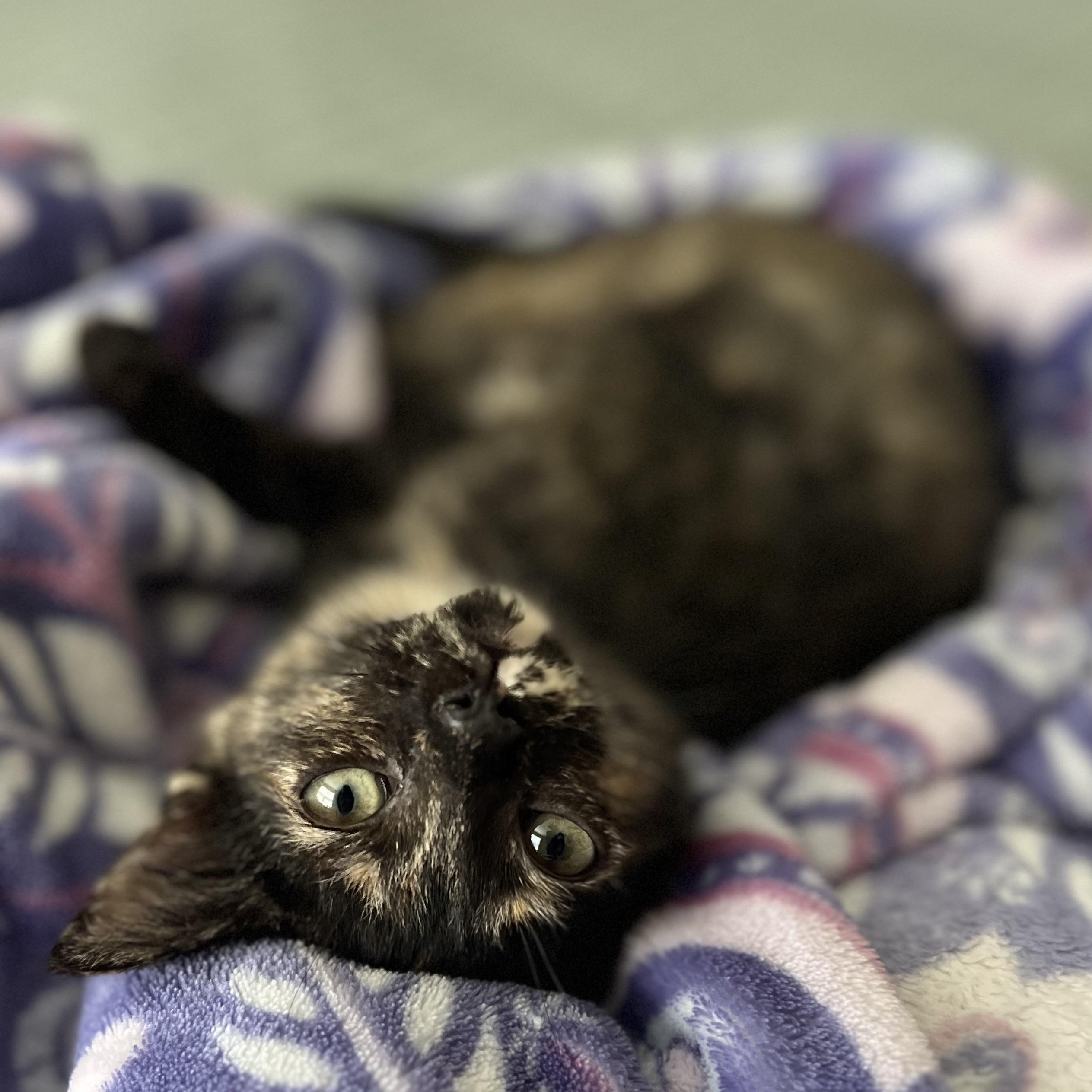 Enlarge OLIVIA, a Adoptable Domestic Short Hair in KENTON, DE image 2/6