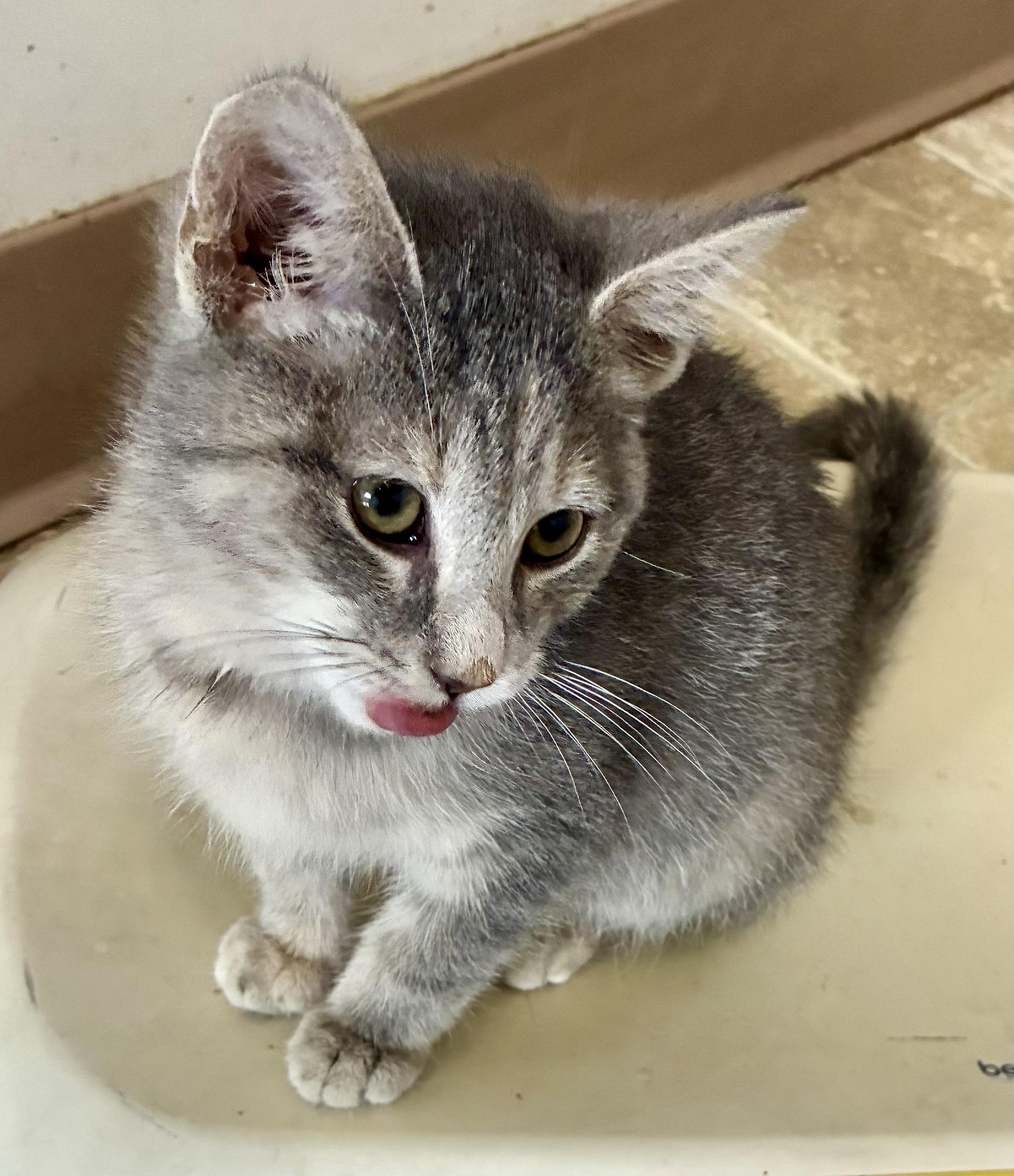 CRY BABY, a Adoptable mixed breed in Louisa, KY image 1/4