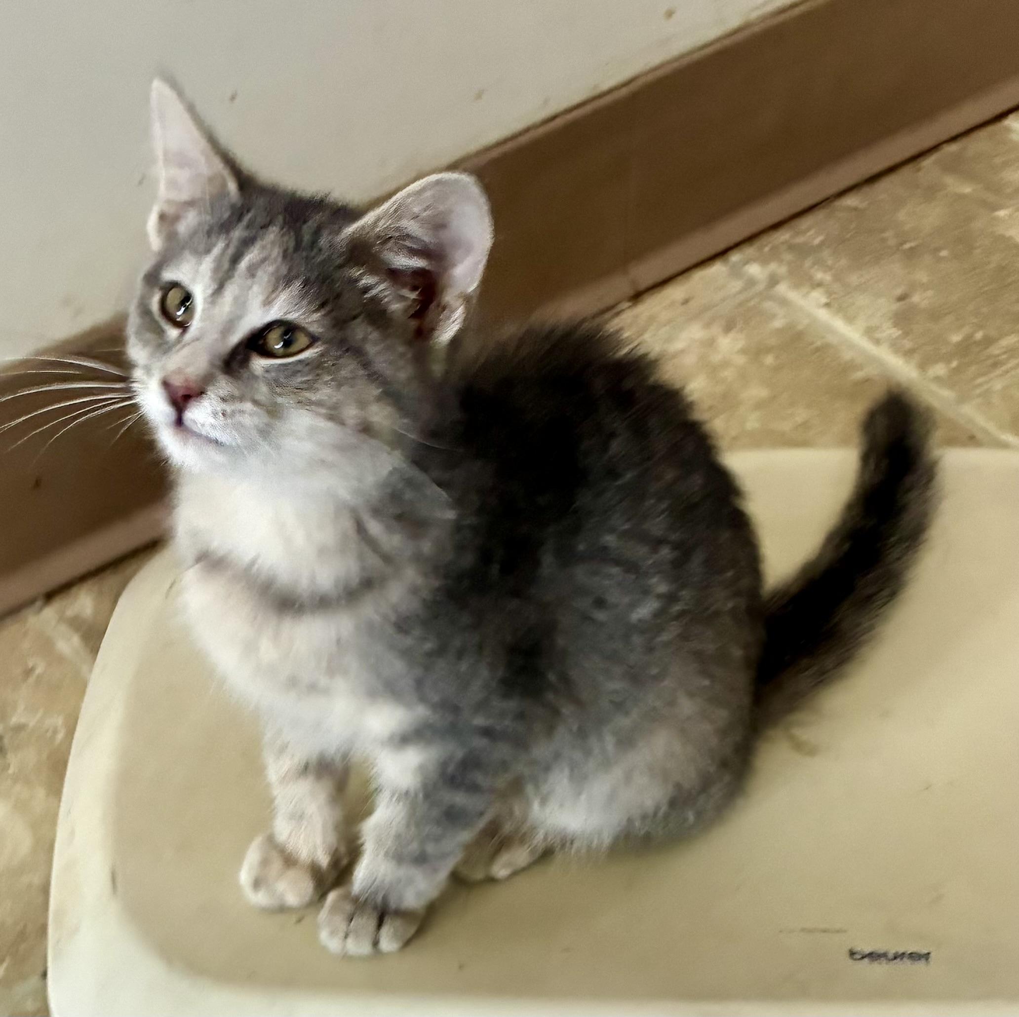 CRY BABY, a Adoptable mixed breed in Louisa, KY image 2/4