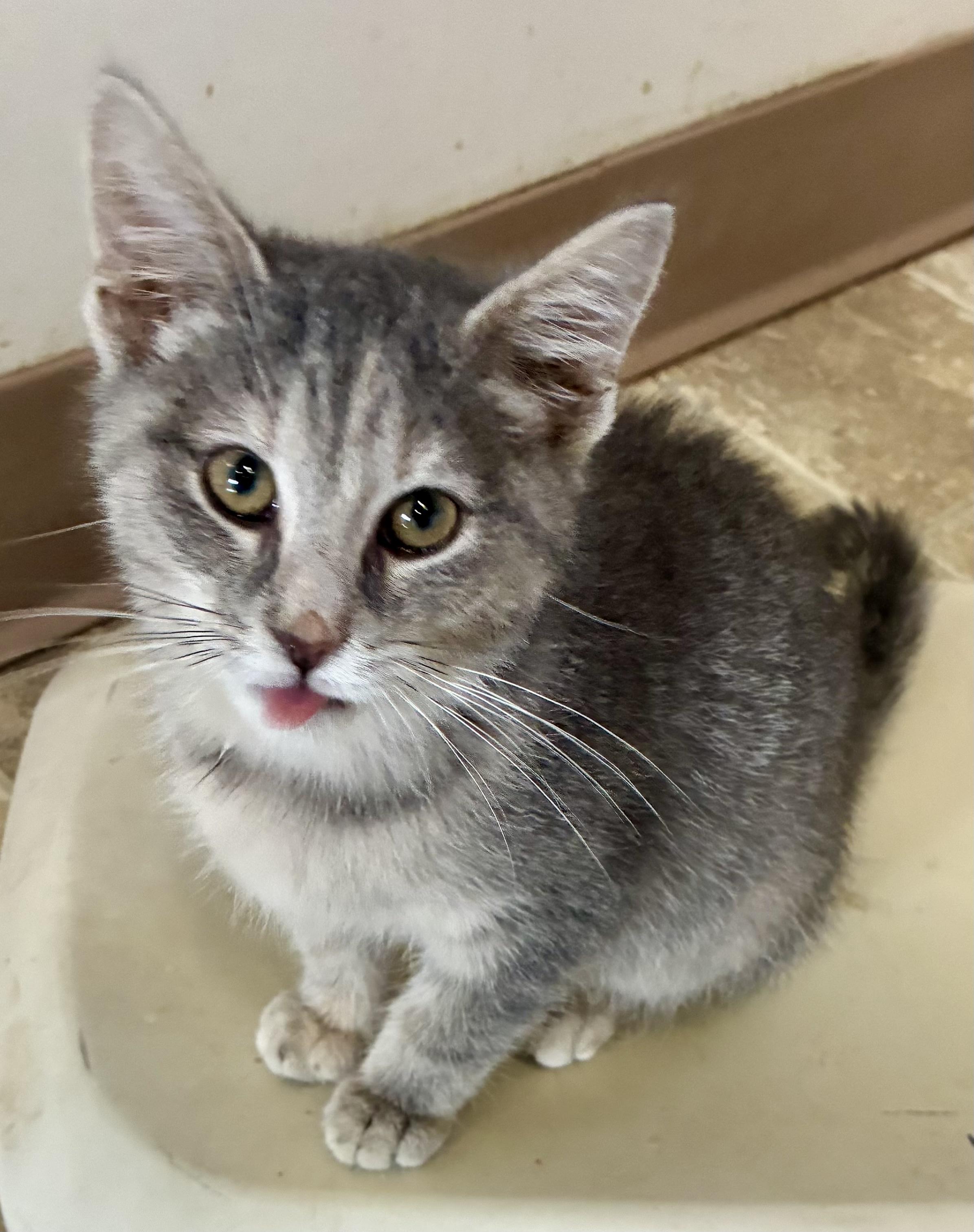 CRY BABY, a Adoptable mixed breed in Louisa, KY image 3/4