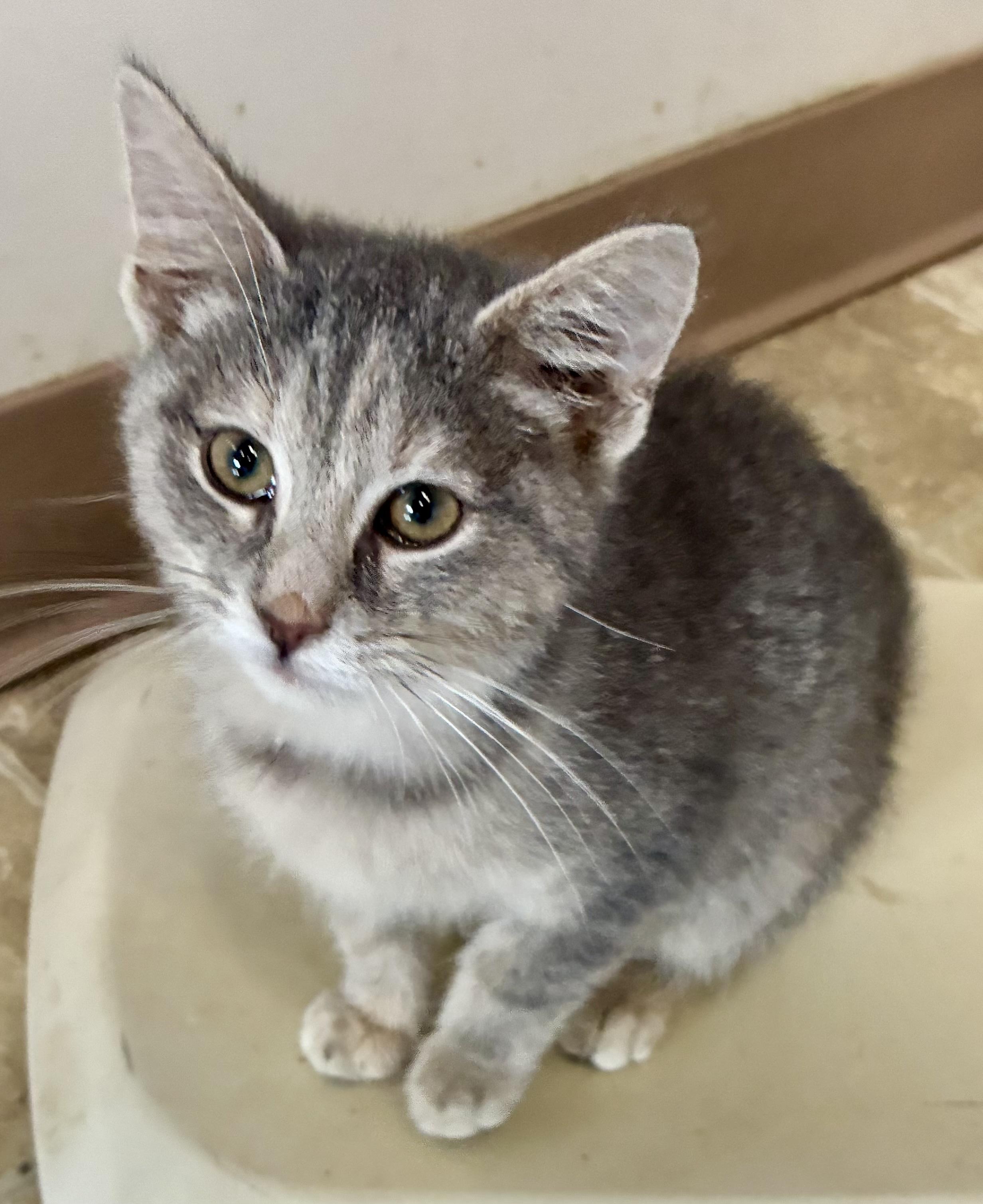CRY BABY, a Adoptable mixed breed in Louisa, KY image 4/4