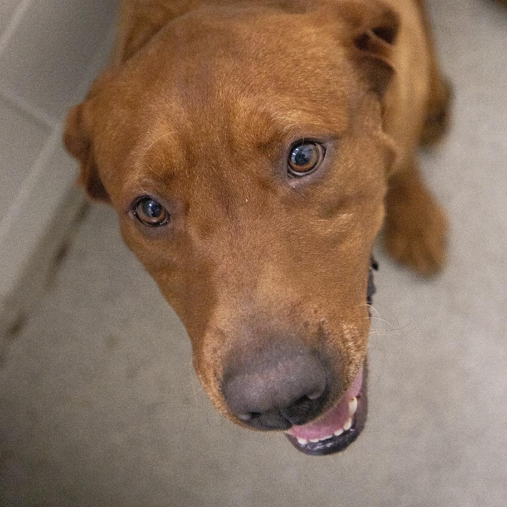 Ginger, Adoptable, Adult Male Labrador Retriever & Mixed Breed.