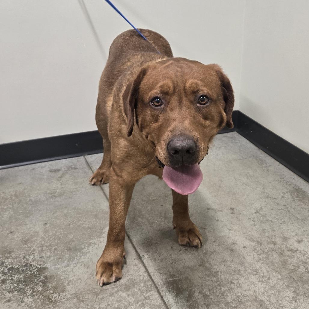 Ginger, Adoptable, Adult Male Labrador Retriever & Mixed Breed.