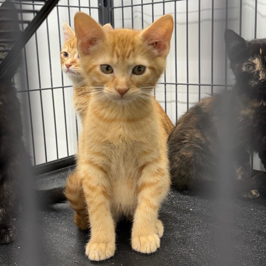 Twix, Adoptable, Young Male Domestic Short Hair.