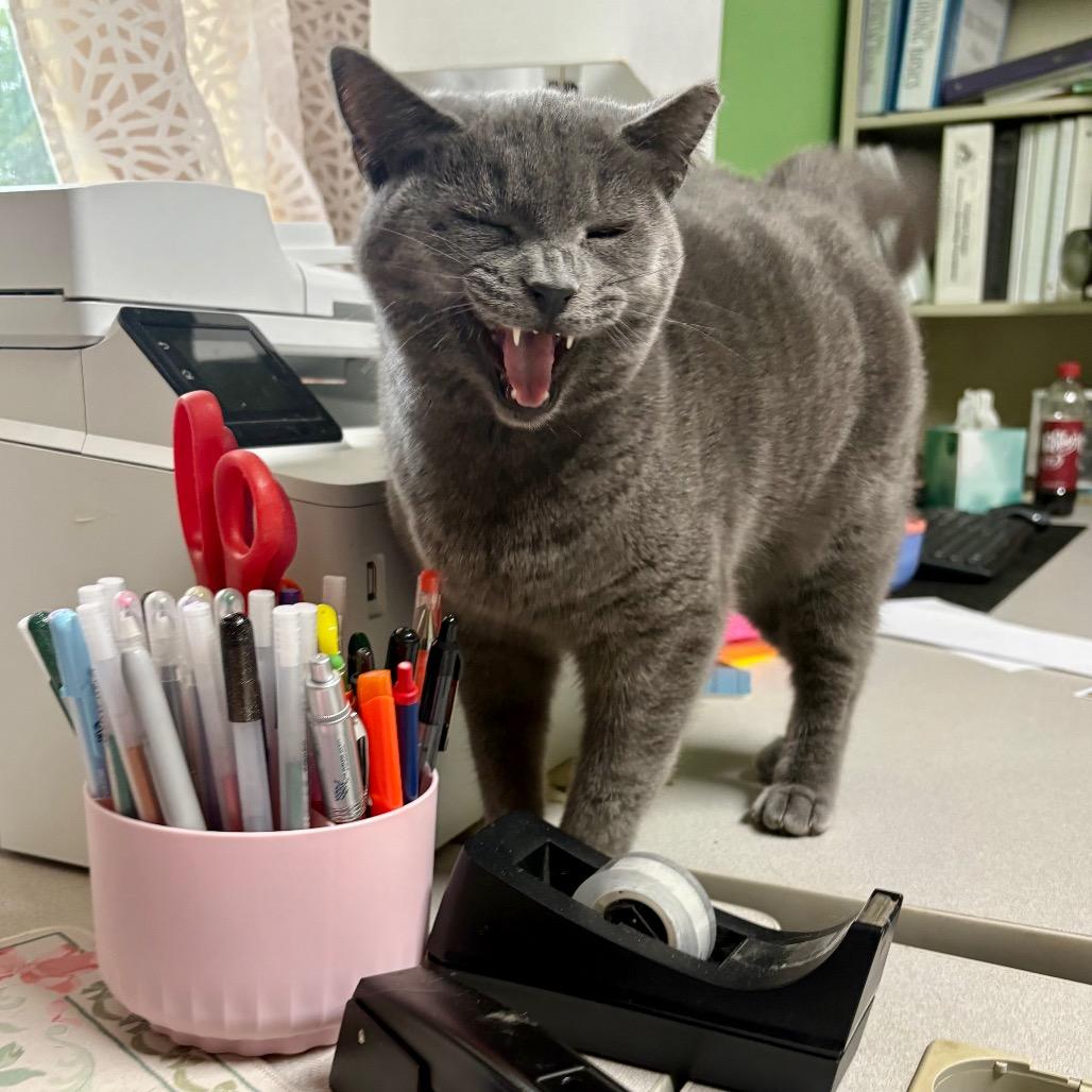 Enlarge Kimway, a Adoptable Domestic Short Hair in Rocky Mount, VA image 1/6