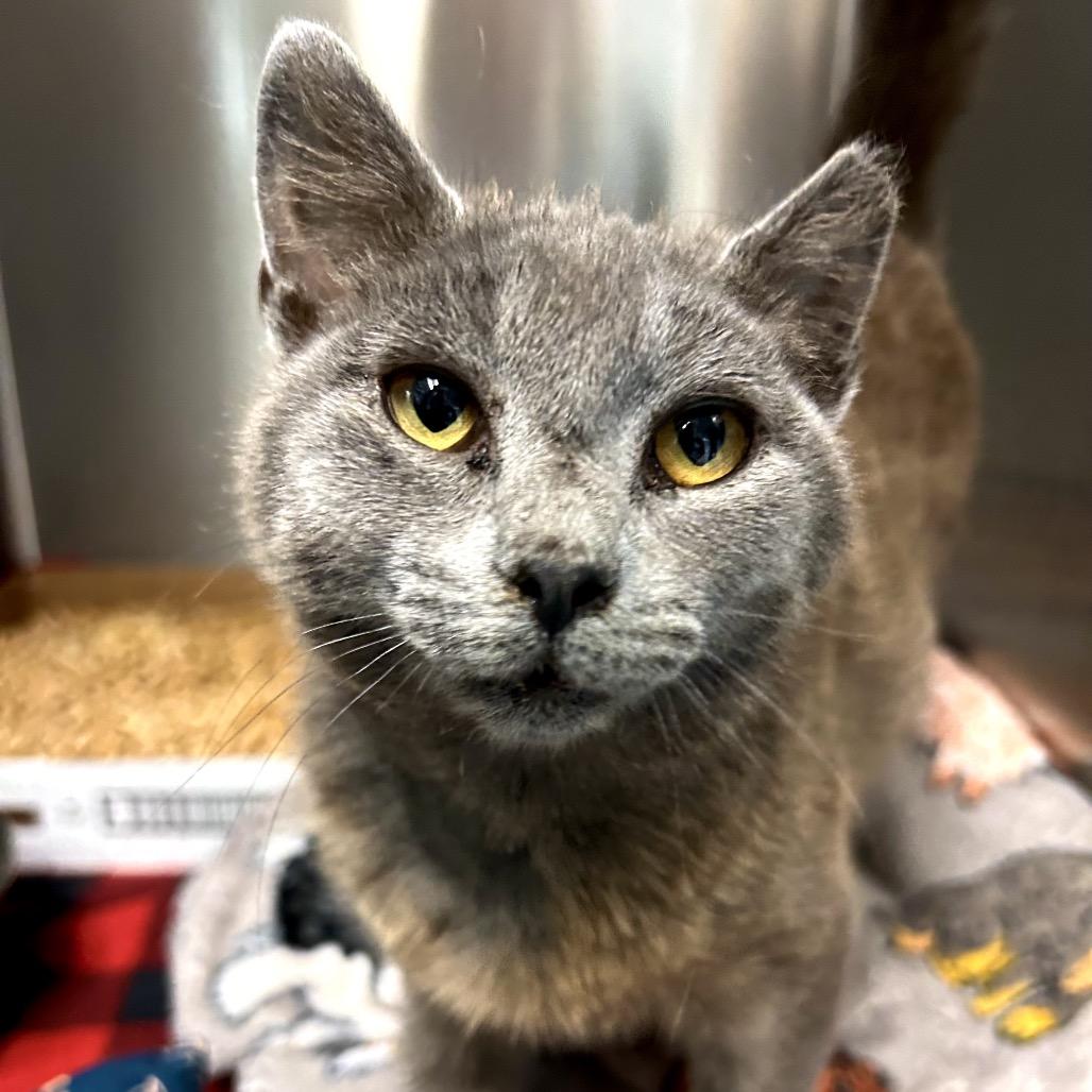 Enlarge Kimway, a Adoptable Domestic Short Hair in Rocky Mount, VA image 3/6