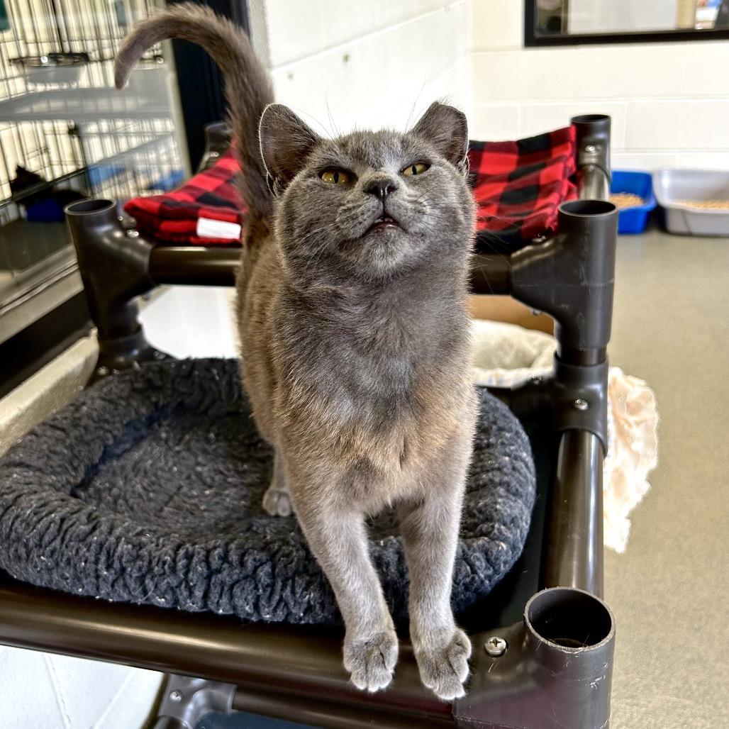 Enlarge Kimway, a Adoptable Domestic Short Hair in Rocky Mount, VA image 4/6