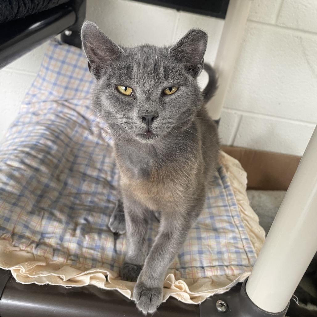 Enlarge Kimway, a Adoptable Domestic Short Hair in Rocky Mount, VA image 5/6