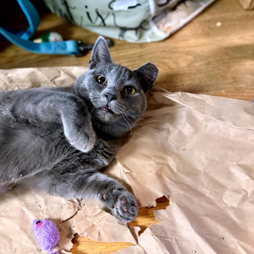 Enlarge Kimway, a Adoptable Domestic Short Hair in Rocky Mount, VA image 6/6