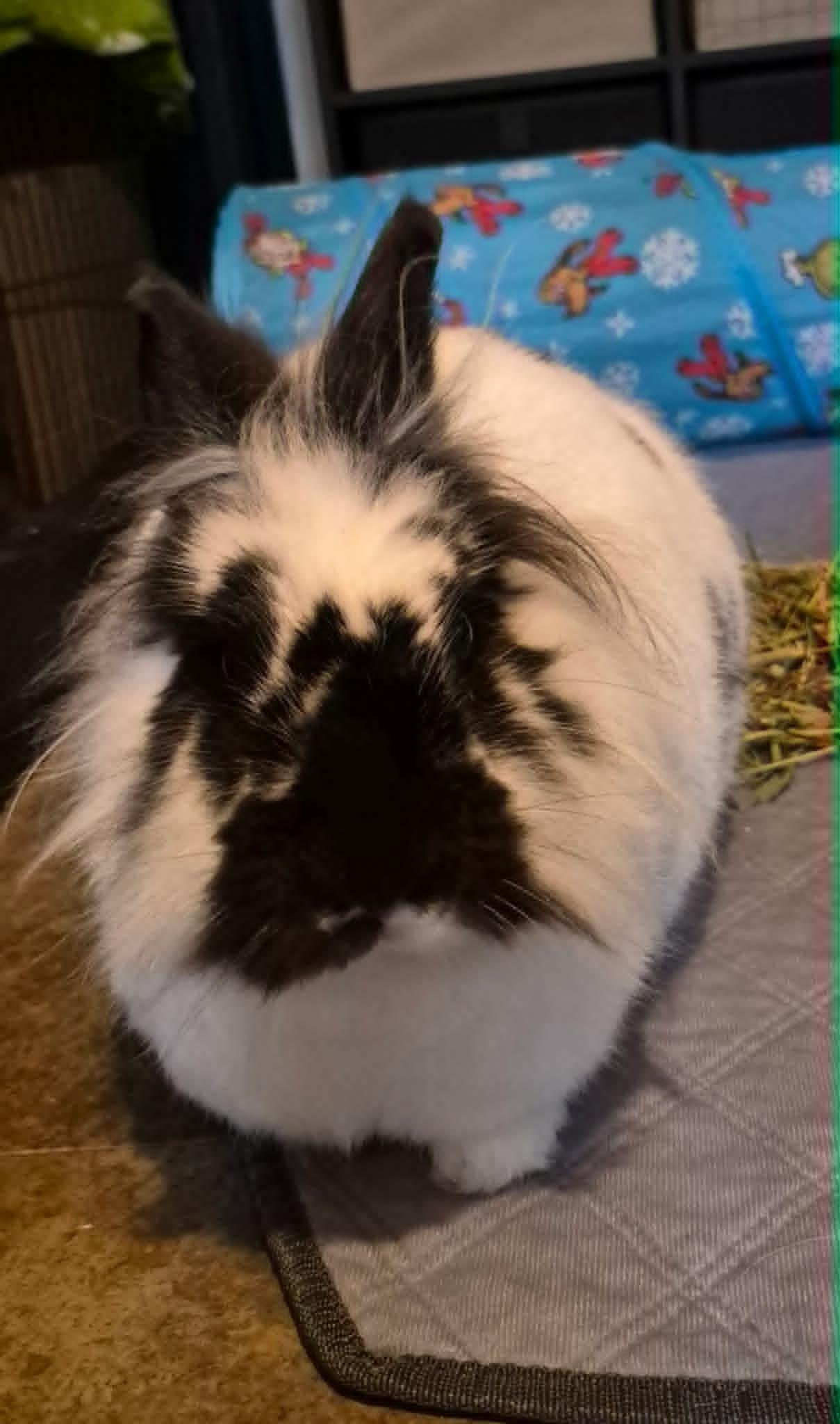 Enlarge Esmeralda, a ADOPTABLE mixed breed in Sauk Village, IL image 1/3