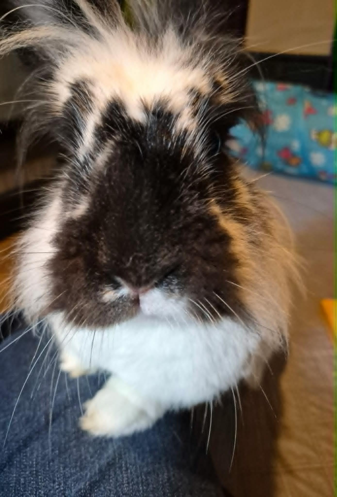 Enlarge Esmeralda, a ADOPTABLE mixed breed in Sauk Village, IL image 2/3
