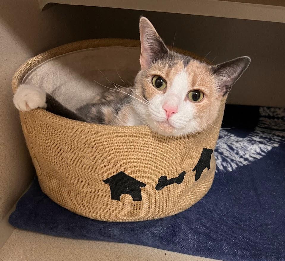 Sky, ADOPTABLE, Young Female Dilute Calico.