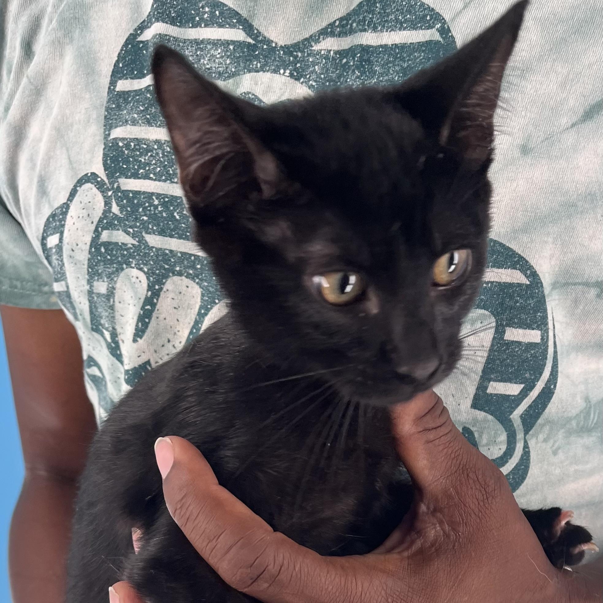 Licorice - July 25-27, Baby Male Domestic Medium Hair
