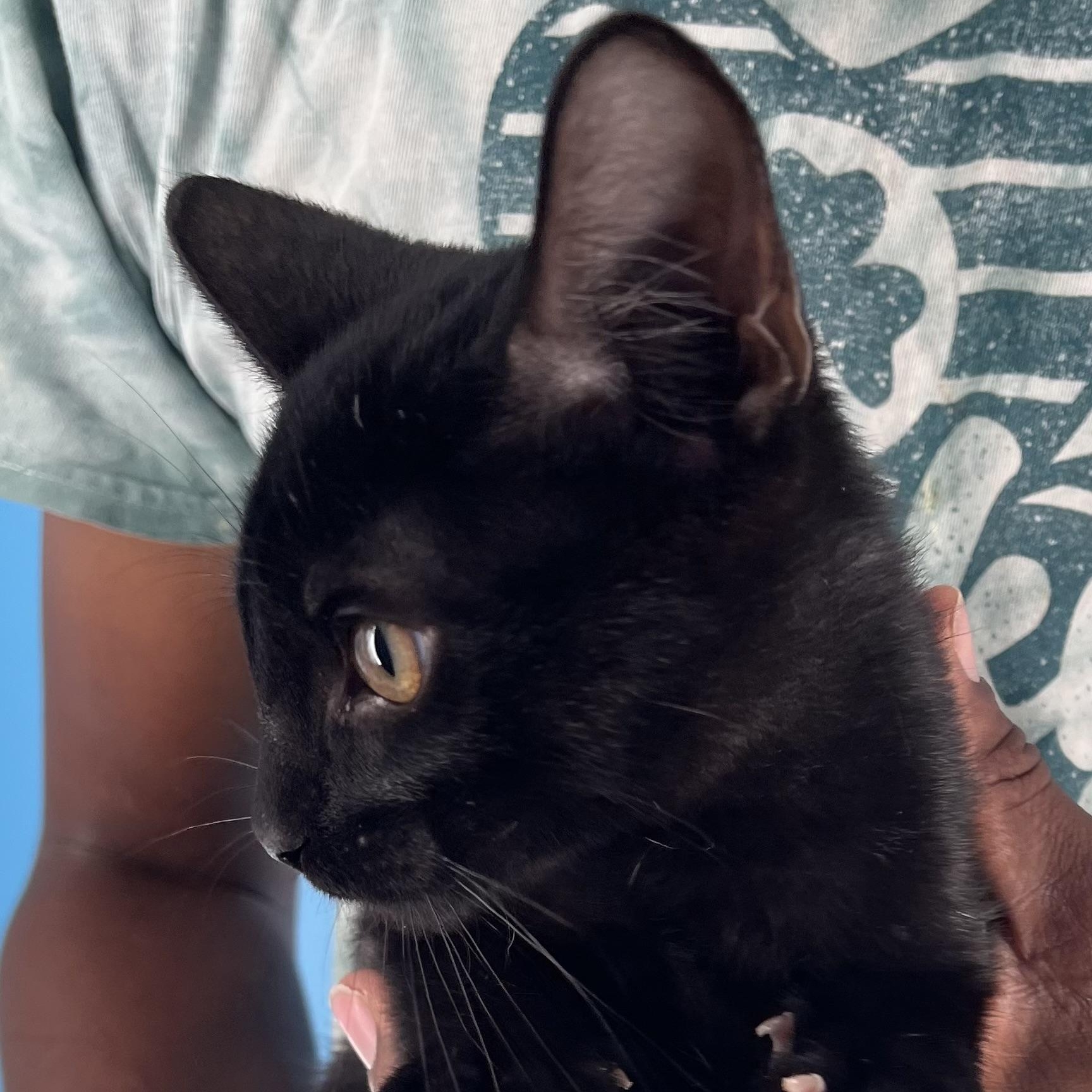 Licorice - July 25-27 photo 2