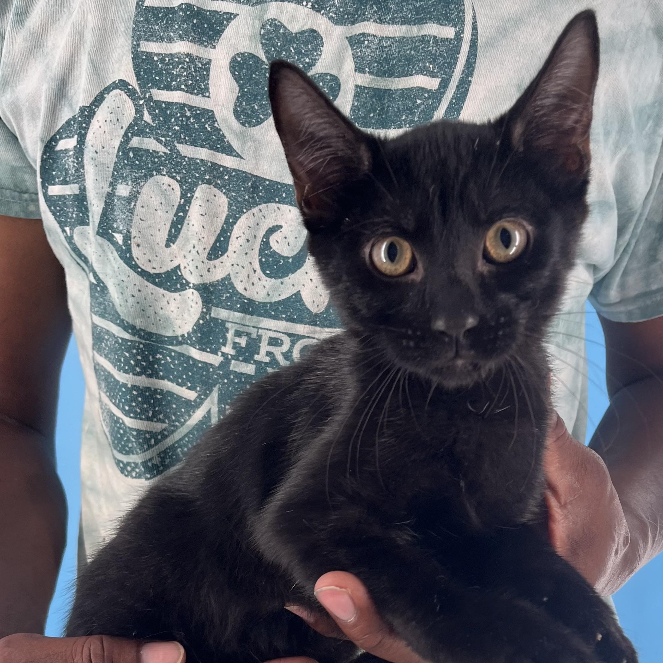 Licorice - July 25-27 photo 6