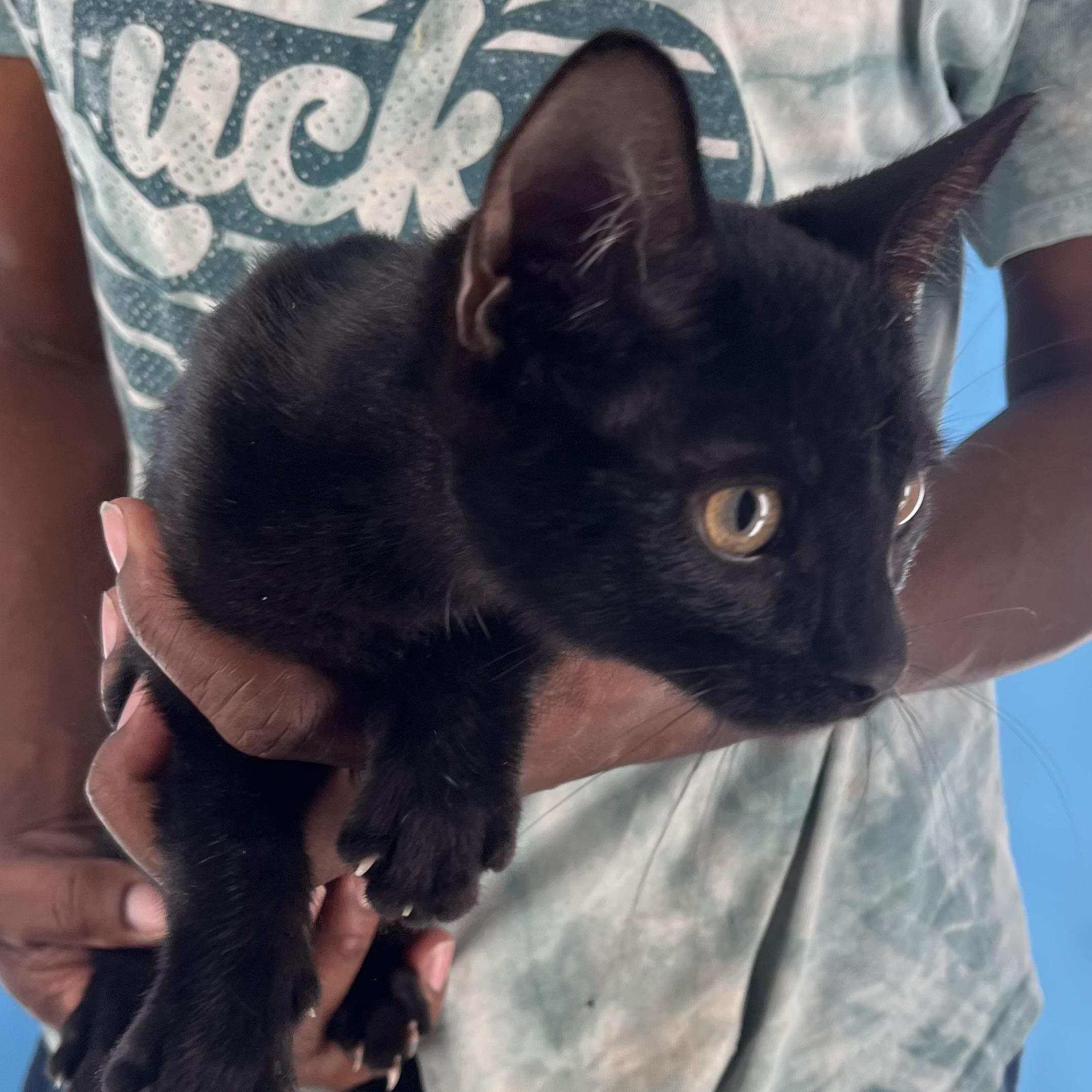 Licorice - July 25-27 photo 4