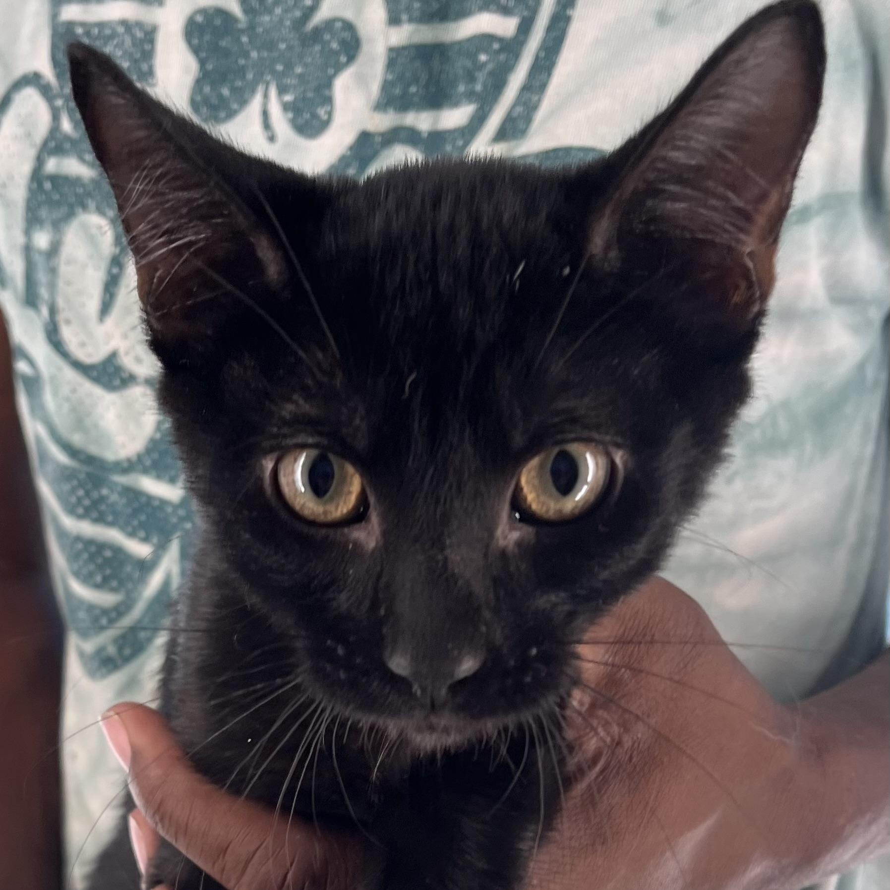 Licorice - July 25-27 photo 3